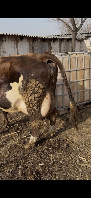 Коровы, быки: Продаю | Корова (самка) | Симментальская | Для молока — 4