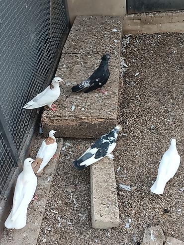 göyərçin satılır: Ünvan fatmayi kendi 
Biri 10-30 m arası satılır.
Kütdə satılır — 2