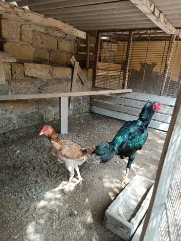 Heyratı 1 cüt heyratı satılır,heyvanlar söz ola bilməz,istiyən yazıb