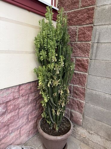 аквариум с крышкой: Эуфорбия (молочай) в крупном горшке - Высокий, колонновидный