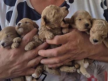 Psi: Maltipoo štenci, prelepe bebe Na prodaju prelepi štenci maltipoo na lalafo.rs — 6 Psi: Maltipoo štenci, prelepe bebe Na prodaju prelepi štenci maltipoo — 6