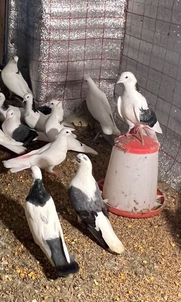 Göyərçinlər: Göy nişanlar ağlar 30dan coxdu balalarnan hamisi 10azn den abtavoy — 14