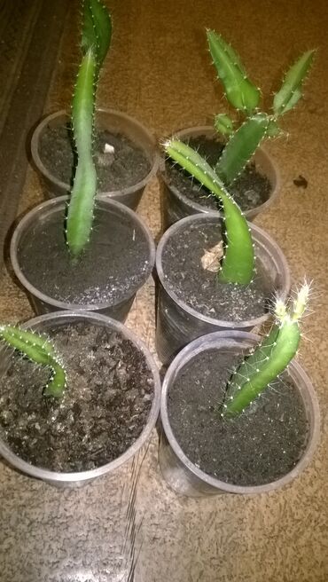 Комнатные растения: Укорененные черенки кактуса "Красный дракон" - 200 сом за один