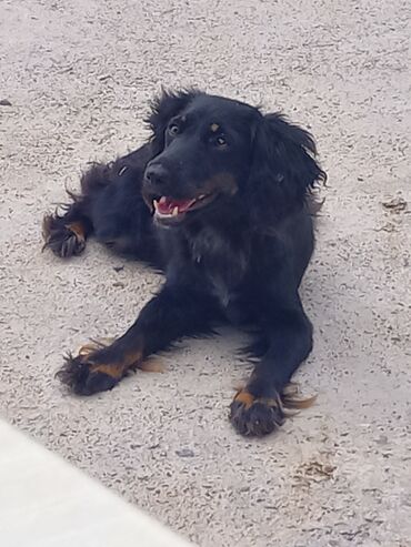 cocker spaniel qiymeti: Koker spaniyel, 1 il, Dişi, Ünvandan götürmə
