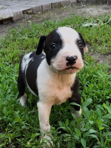 Собаки: Продаю щенков питбулей город Токмок полтора месяца чистые Кубинцы