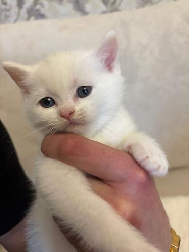 Pişiklər: Britan, Erkək, Dişi, Yaxşı əllərə, Pulsuz çatdırılma — 2