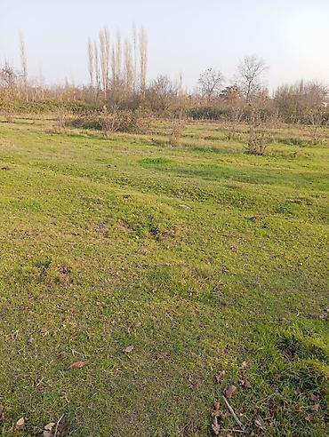 12 sot, Tikinti, Mülkiyyətçi, Kupça (Çıxarış)