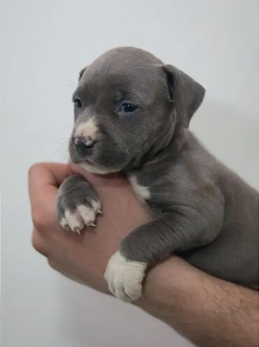 benetton jakne za pse: Plavo stene staforda, zenka starosti 2 meseca, uredno vakcinisana