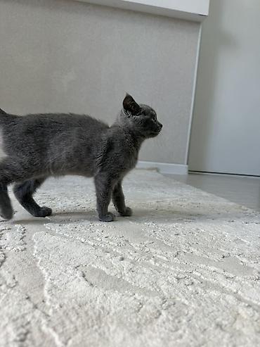 кот британский: Британский короткошёрстный котёнок, окрас сплошной голубой (серый) — 2