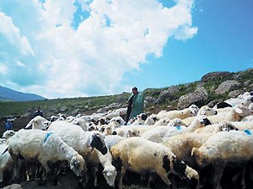 работа в кафе: Çoban tələb olunur. isini bilən çoban axtarılır. 260 qoyundu Şəmkir — 2