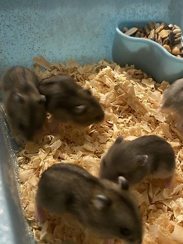 Gəmiricilər: Dwarf hamsterlər – ev heyvanı - Cırtdan/dwarf hamsterlər (bir neçə -da lalafo.az — 7 Gəmiricilər: Dwarf hamsterlər – ev heyvanı - Cırtdan/dwarf hamsterlər (bir neçə — 7