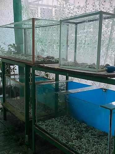 Аквариумдар: Стеклянные аквариумы крупного объема Описание: - Прямоугольные — 2