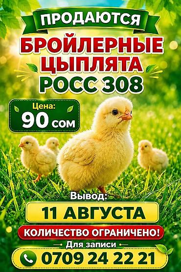 цыплята: Продаю | Цыплята | РОСС 308 — 1