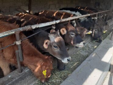 Коровы, быки: Продаю | Тёлка | На откорм, Для молока
