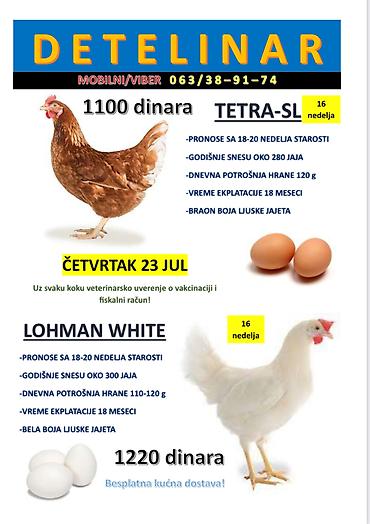 mini maltezer slike: Prodaja nosilja – hibridi TETRA-SL i LOHMAN WHITE (starost 16 nedelja) — 1