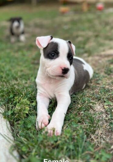 Psi: U ponudi prelepi stenci americkog staforda 2 zenke i 1 muzijak na lalafo.rs — 9 Psi: U ponudi prelepi stenci americkog staforda 2 zenke i 1 muzijak — 9