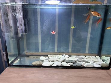 Akvariumlar: Salam. Satılır. Akvarium fabrik istehsalıdır. 80lt - dir. Filter 950F — 5