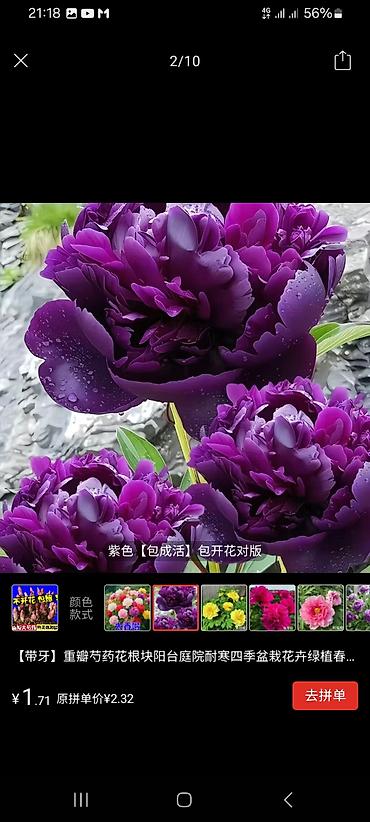 Другие садовые цветы и кустарники: Пион травянистые сорта. Пионы гибридные сорта. Пионы древовидные — 22