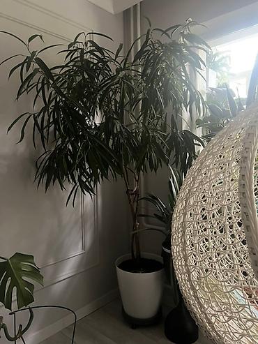 Монстеры: Монстера вариегатная (Monstera deliciosa variegata) — комнатное — 20