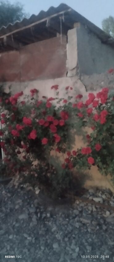 Садовые цветы и кустарники: Саженцы цветка: Розы — 1