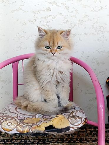 cat sofa: Скотиш Страйт (Шотландская прямоухая), 3 месяца, Мальчик, Золотая шиншилла, Приучена к лотку, Проглистована — 4