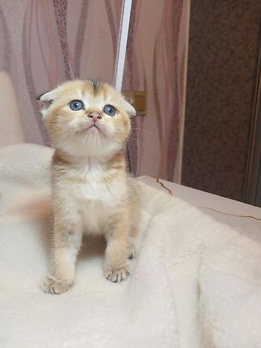 Pişiklər: Erkək — 10