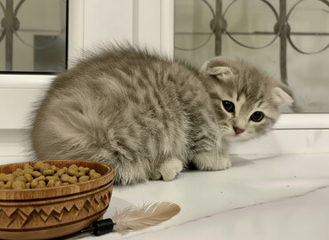 Pişiklər: Şotland yastı qulaq, Ünvandan götürmə, Pulsuz çatdırılma, Ödənişli çatdırılma -da lalafo.az — 1 Pişiklər: Şotland yastı qulaq, Ünvandan götürmə, Pulsuz çatdırılma, Ödənişli çatdırılma — 1