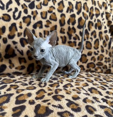 вещи для животных: Сфинкс Котята донского сфинкса. Родились 27 марта. 2 котёнка «флок»