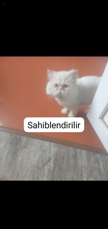 pişik sahiblənmək: Fars, Erkək, Yaxşı əllərə, Ünvandan götürmə