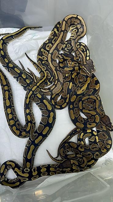 Digər heyvanlar: Ball pitonlar balasi & cornsnake & imperator boa & — 7