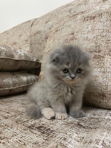 Pişiklər: Şotland — 11