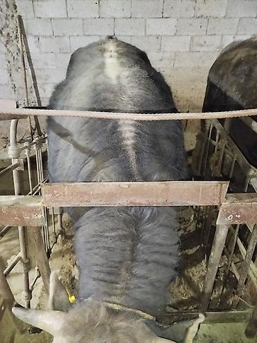 Коровы, быки: Продаю | Бык (самец) | На откорм | Привязанные — 8