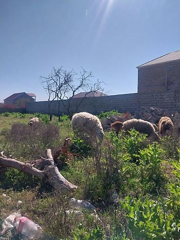 Qoyunlar, qoçlar: Razılaşma yolu ilə çox təcili satılır.balalı balasız fərq etmir — 26