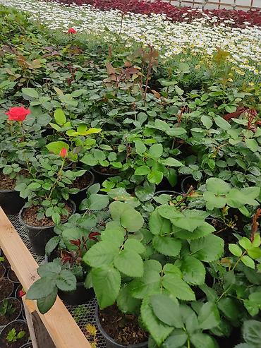 Çöl bitkiləri: Kitayski roza ve nezer gulleri — 4