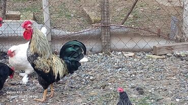 kənd təsərrüfatı heyvanları: Toyuq, Damazlıq, Ödənişli çatdırılma