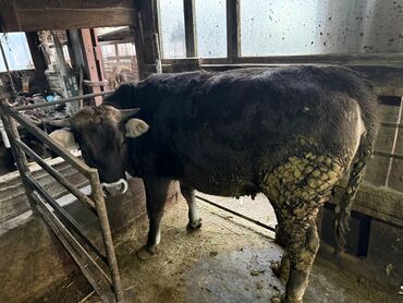 Коровы, быки: Продаю | Бык (самец) | На откорм | Привязанные — 8