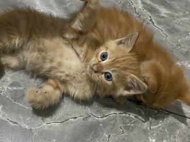 ангорские котята: 2 месяца котятам, оба мальчики 
Отдадим даром