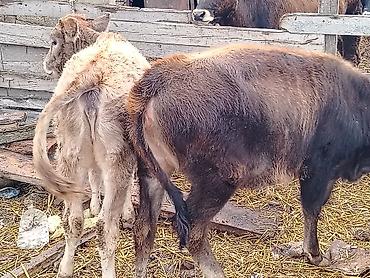 Рогатый скот: Satılır: erkək buzovlar qrupu - Növ: yerli qarışıq cins ətlik/südlük — 3