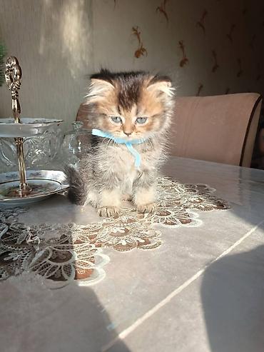 Кошки: Шотландская вислоухая — 2