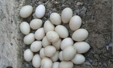 ördek yumurtasi: Erkək, Yumurtalıq, Ünvandan götürmə