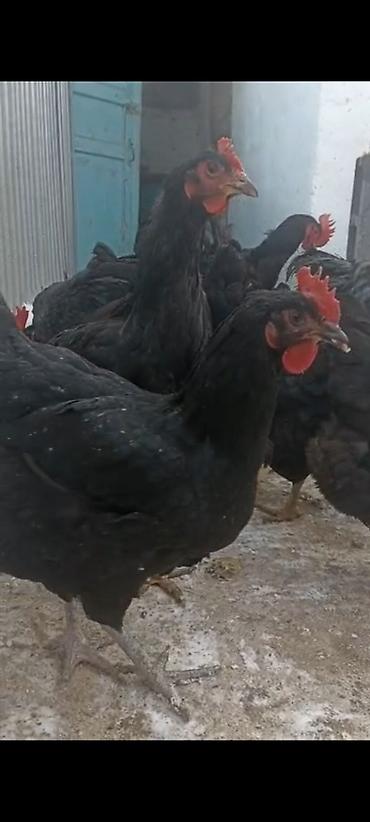 Куры, петухи: Продаю | Петух | Для разведения — 7