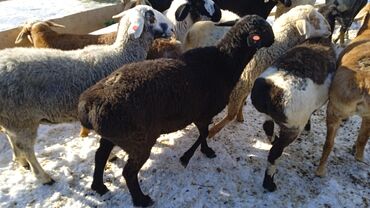 Бараны, овцы: Продаю | Баран (самец) | Полукровка | Для разведения | Кастрированные — 5