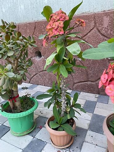 ярки: Молочай Миля (Euphorbia milii) в горшке. - Декоративно-цветущее — 2