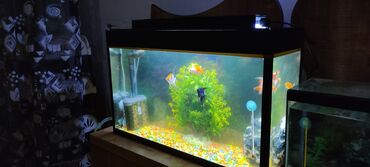 100 l akvarium: Dördbucaq akvarium, Boş, 60 l, Ünvandan götürmə