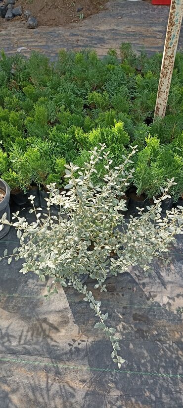 Ağaclar: Dekorativ çöl bitkilərinin satışı və Sifarişlə yetişdirilməsi.Satış -da lalafo.az — 29 Ağaclar: Dekorativ çöl bitkilərinin satışı və Sifarişlə yetişdirilməsi.Satış — 29