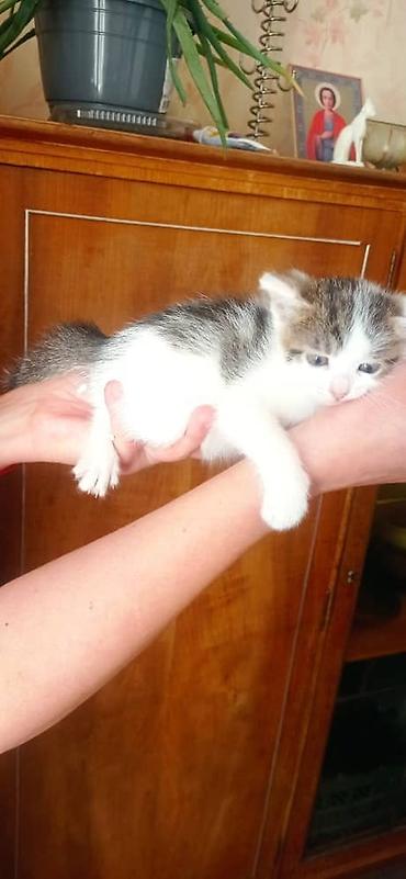 Продажа кошек: Котята, две девочки один мальчик окрасы: бело‑черный и бело‑тигровый — 4