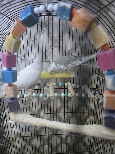 Qəfəslər: Məhsul: Nimfa (Cockatiel) cütü və aksesuarlarla geniş qəfəs dəsti — 5