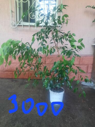 Алоэ: Алоэ at lalafo.kg — 15 Алоэ: Алоэ — 15