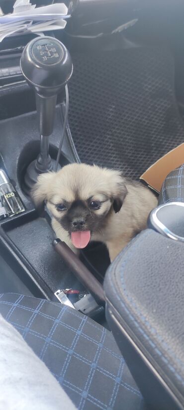 İtlər: Pekines, 4 ay, Dişi, Peyvəndli, Ünvandan götürmə, Pulsuz çatdırılma, Ödənişli çatdırılma