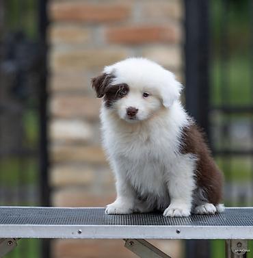 lepi psi: Na prodaju 9 šteneta Border Collie, iz dva različita legla. - Jedno — 7